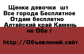 Щенки девочки 4шт - Все города Бесплатное » Отдам бесплатно   . Алтайский край,Камень-на-Оби г.